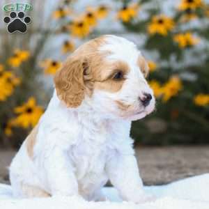 Cassie F1B, Cavapoo Puppy
